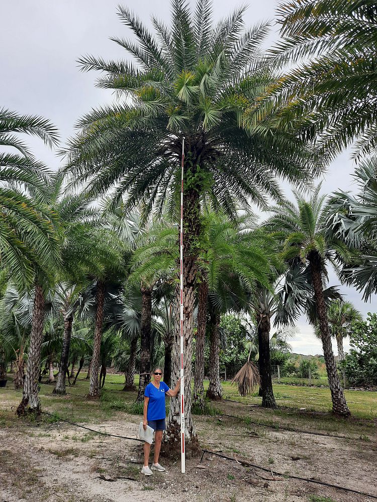 phoenix-sylvestris-sylvester-date-palm-silver-date-palm-wild-date-palm