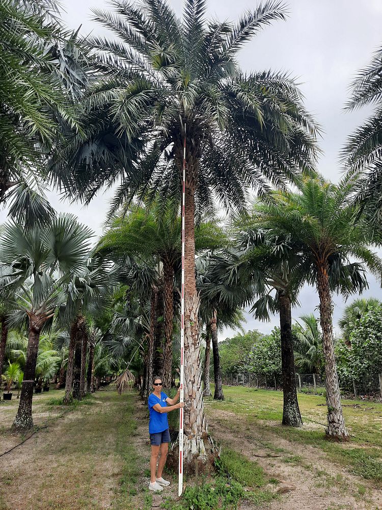 phoenix-sylvestris-sylvester-date-palm-silver-date-palm-wild-date-palm