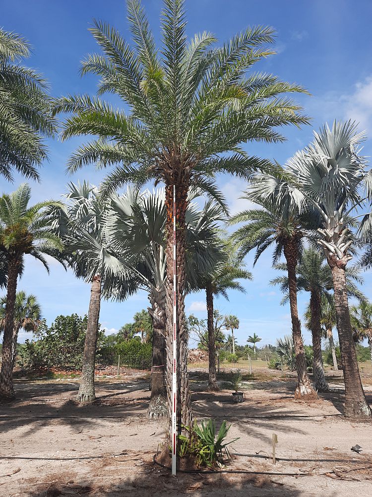 phoenix-sylvestris-sylvester-date-palm-silver-date-palm-wild-date-palm