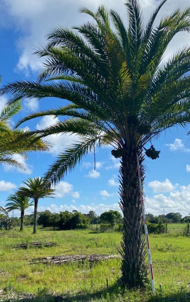 phoenix-sylvestris-sylvester-date-palm-silver-date-palm-wild-date-palm