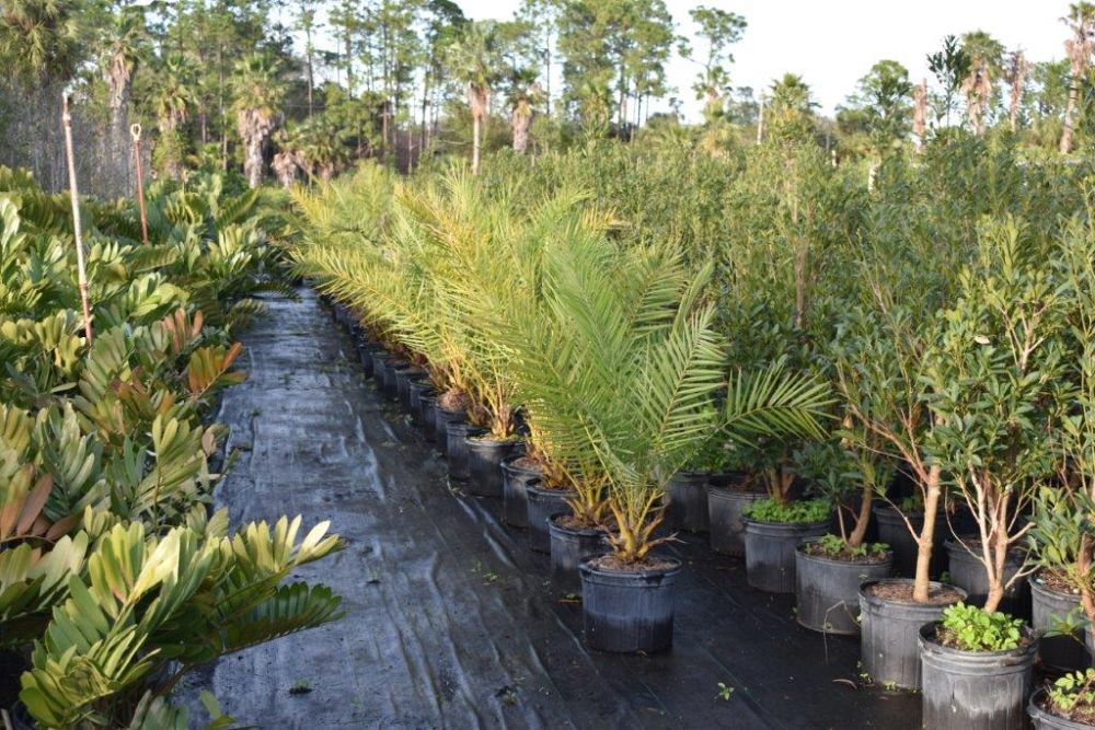 phoenix-sylvestris-sylvester-date-palm-silver-date-palm-wild-date-palm