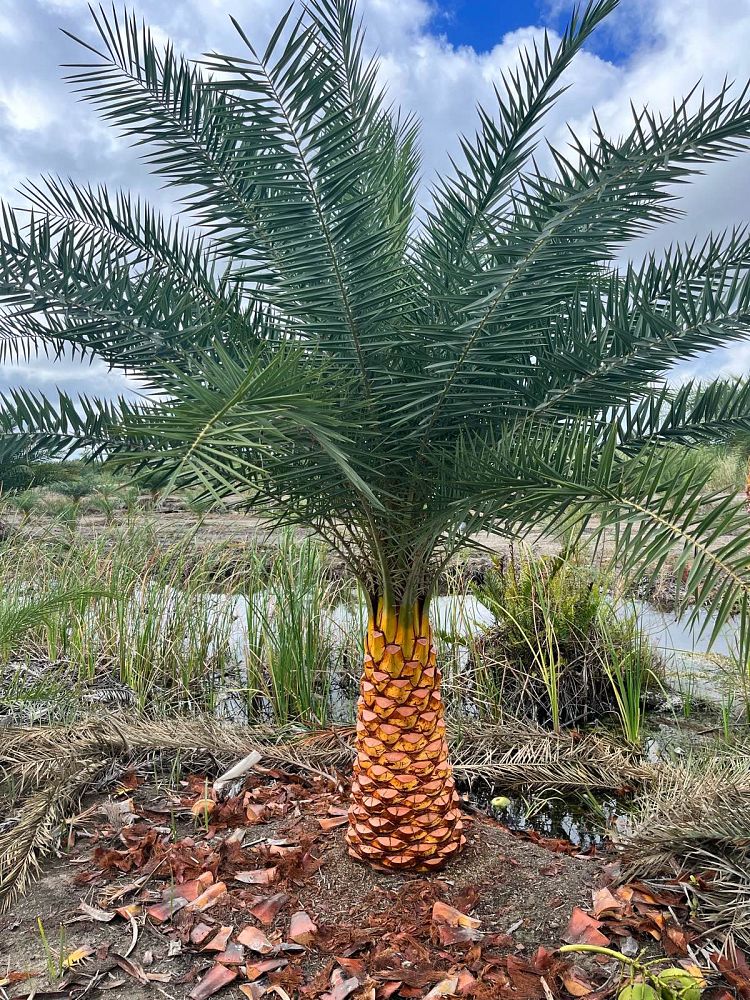 phoenix-sylvestris-sylvester-date-palm-silver-date-palm-wild-date-palm