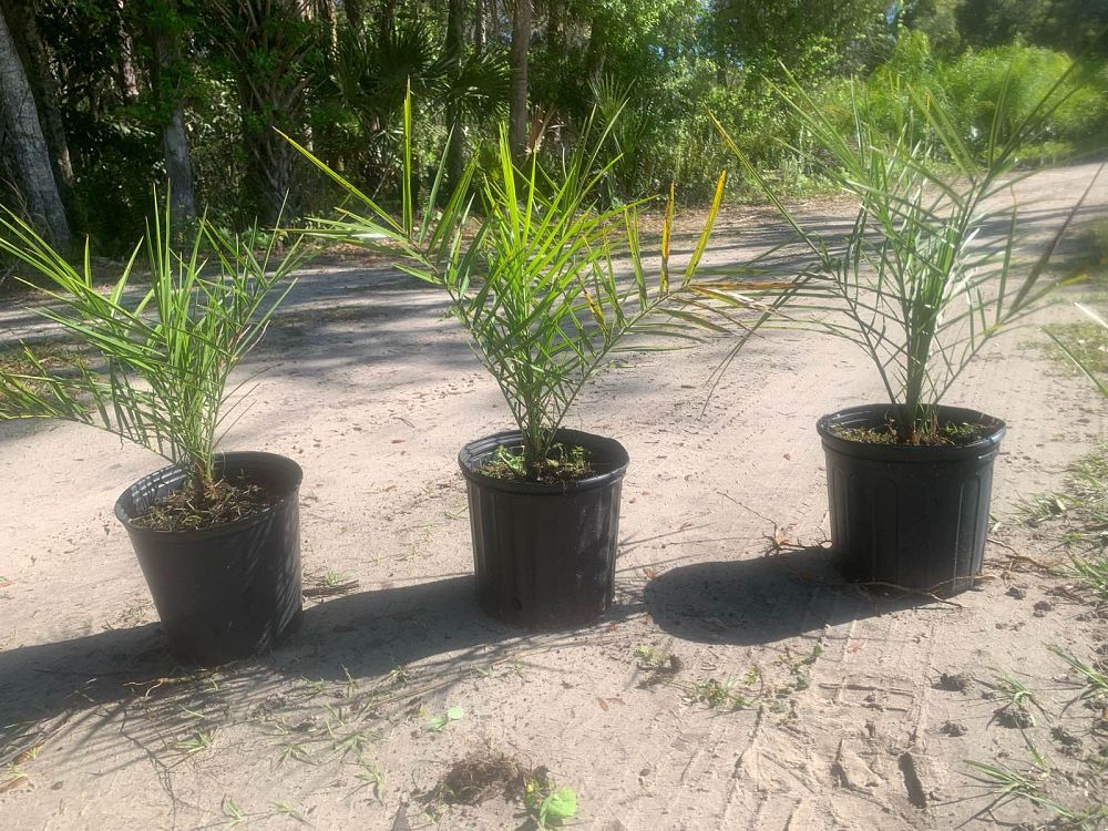 phoenix-sylvestris-sylvester-date-palm-silver-date-palm-wild-date-palm
