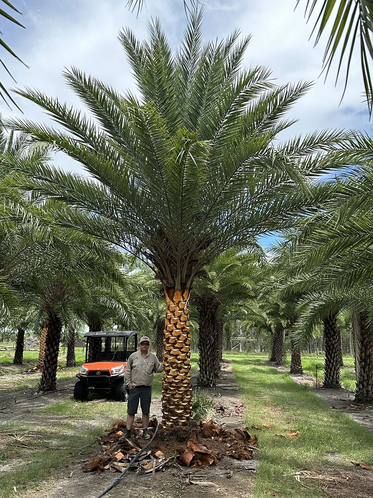 phoenix-sylvestris-sylvester-date-palm-silver-date-palm-wild-date-palm