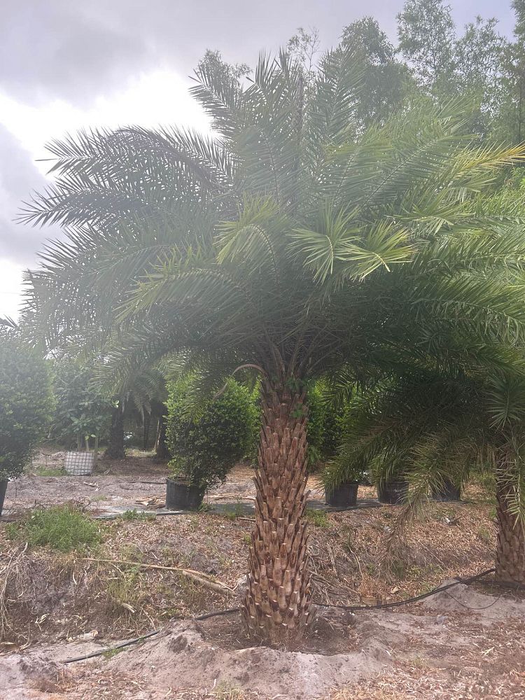 phoenix-sylvestris-sylvester-date-palm-silver-date-palm-wild-date-palm