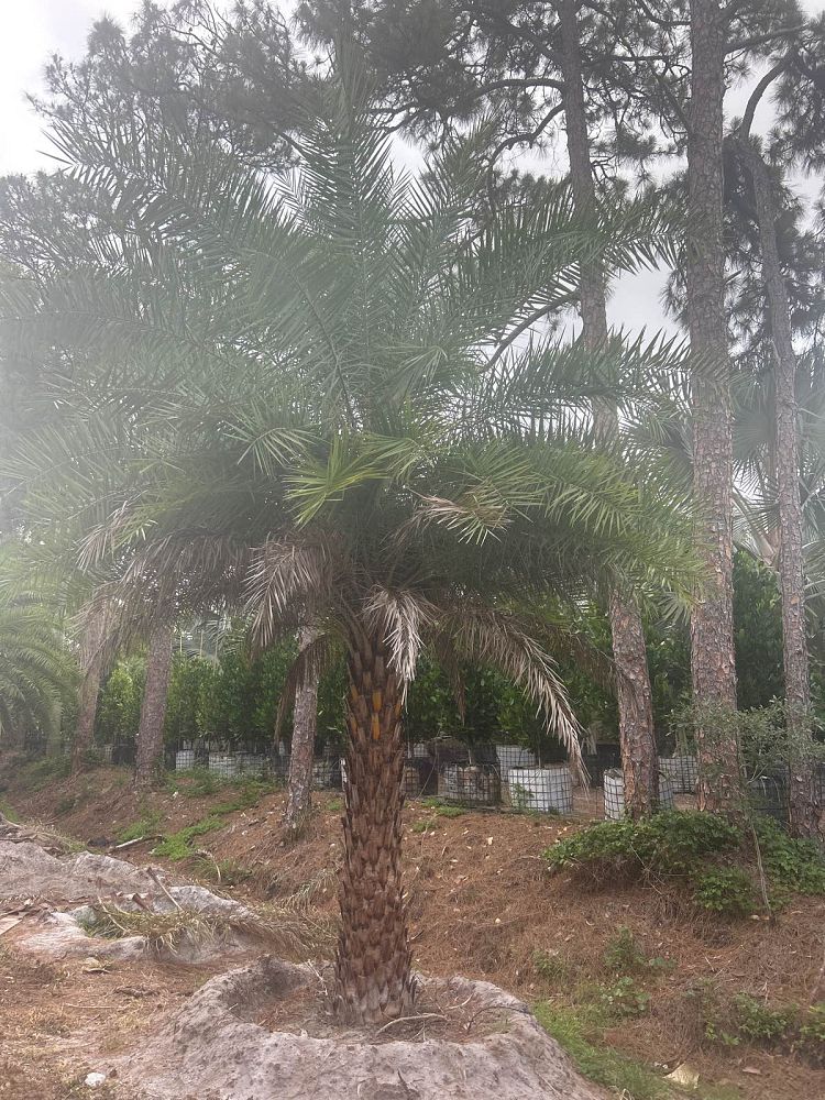 phoenix-sylvestris-sylvester-date-palm-silver-date-palm-wild-date-palm