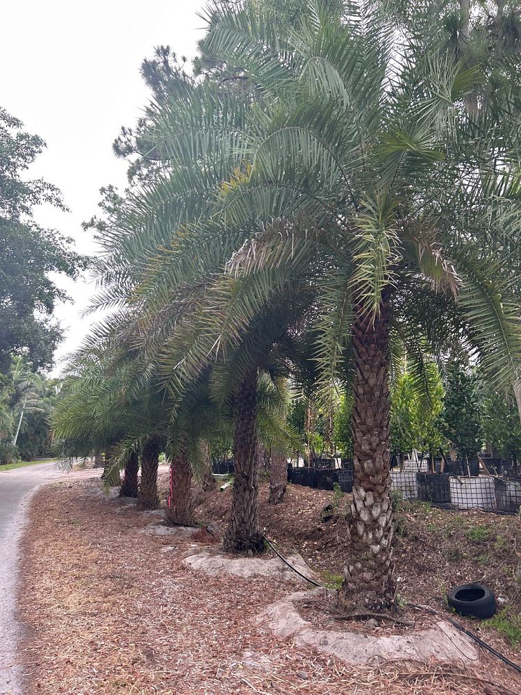 phoenix-sylvestris-sylvester-date-palm-silver-date-palm-wild-date-palm
