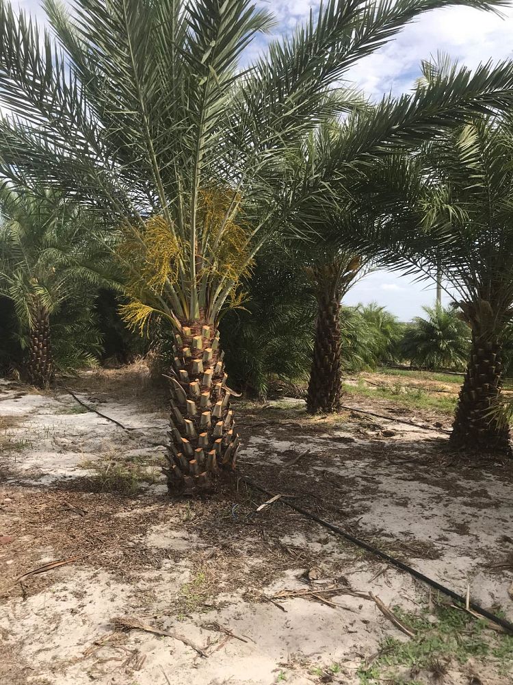 phoenix-sylvestris-sylvester-date-palm-silver-date-palm-wild-date-palm