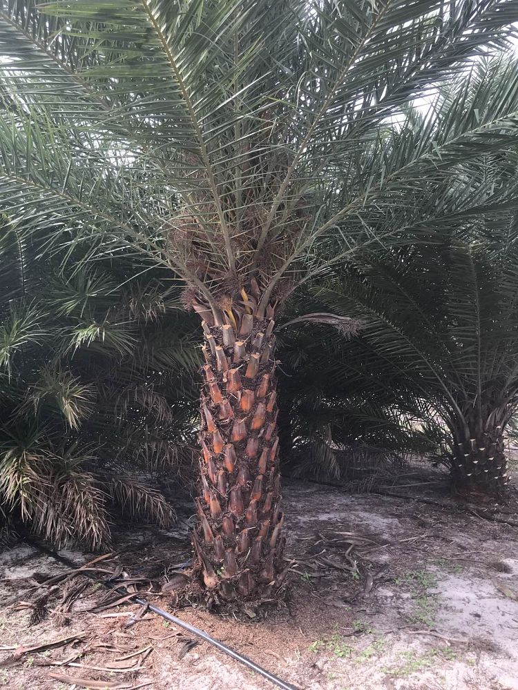 phoenix-sylvestris-sylvester-date-palm-silver-date-palm-wild-date-palm