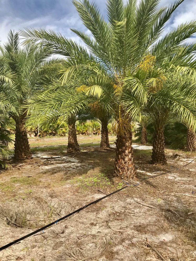 phoenix-sylvestris-sylvester-date-palm-silver-date-palm-wild-date-palm