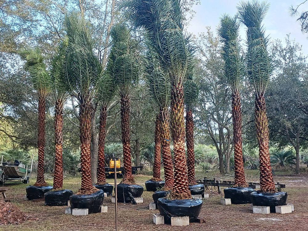 phoenix-sylvestris-sylvester-date-palm-silver-date-palm-wild-date-palm