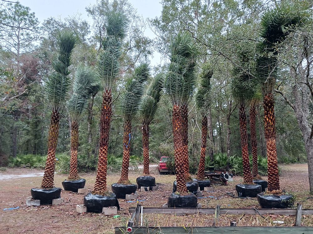 phoenix-sylvestris-sylvester-date-palm-silver-date-palm-wild-date-palm