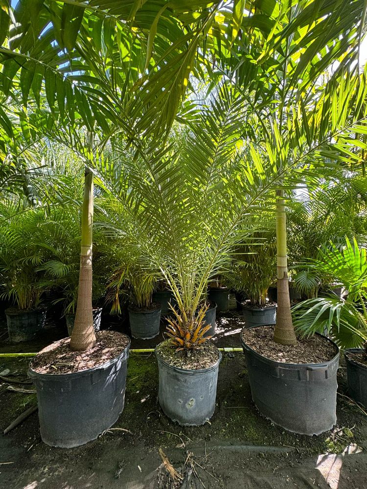 phoenix-sylvestris-sylvester-date-palm-silver-date-palm-wild-date-palm