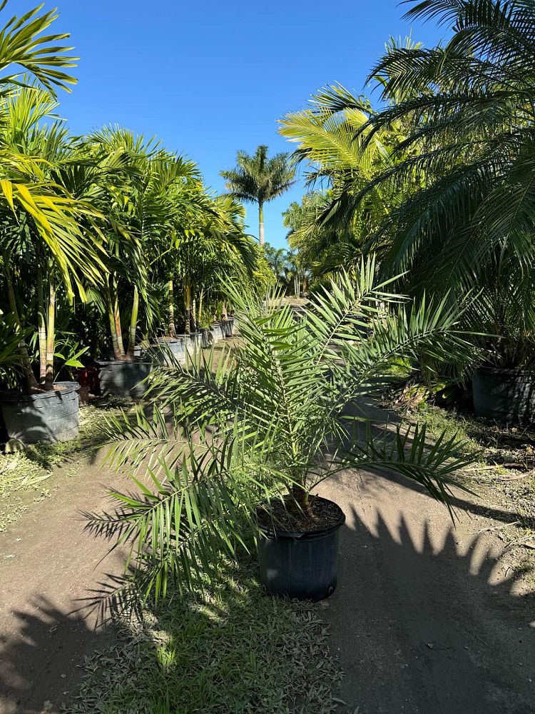 phoenix-sylvestris-sylvester-date-palm-silver-date-palm-wild-date-palm