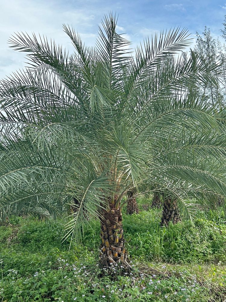 phoenix-sylvestris-sylvester-date-palm-silver-date-palm-wild-date-palm