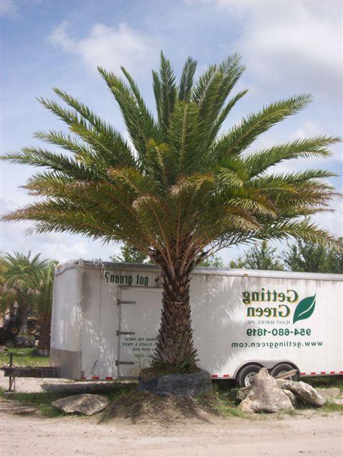 phoenix-sylvestris-sylvester-date-palm-silver-date-palm-wild-date-palm