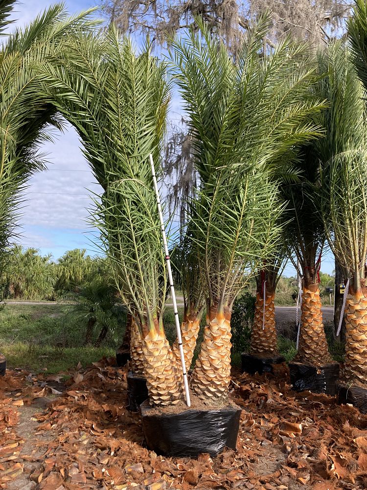 phoenix-sylvestris-sylvester-date-palm-silver-date-palm-wild-date-palm
