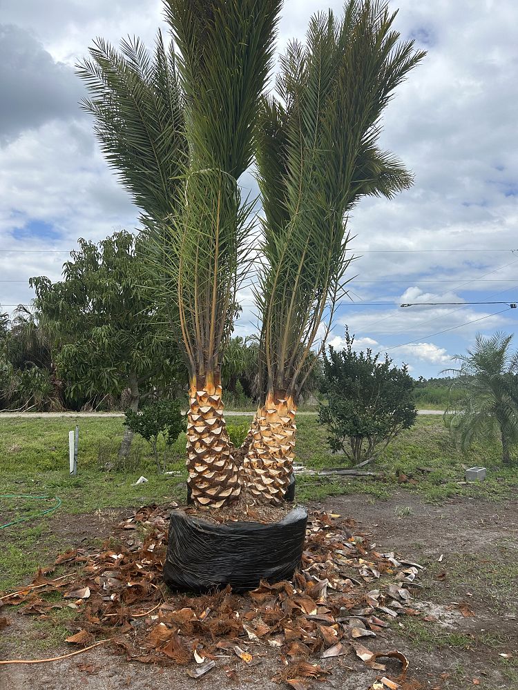 phoenix-sylvestris-sylvester-date-palm-silver-date-palm-wild-date-palm