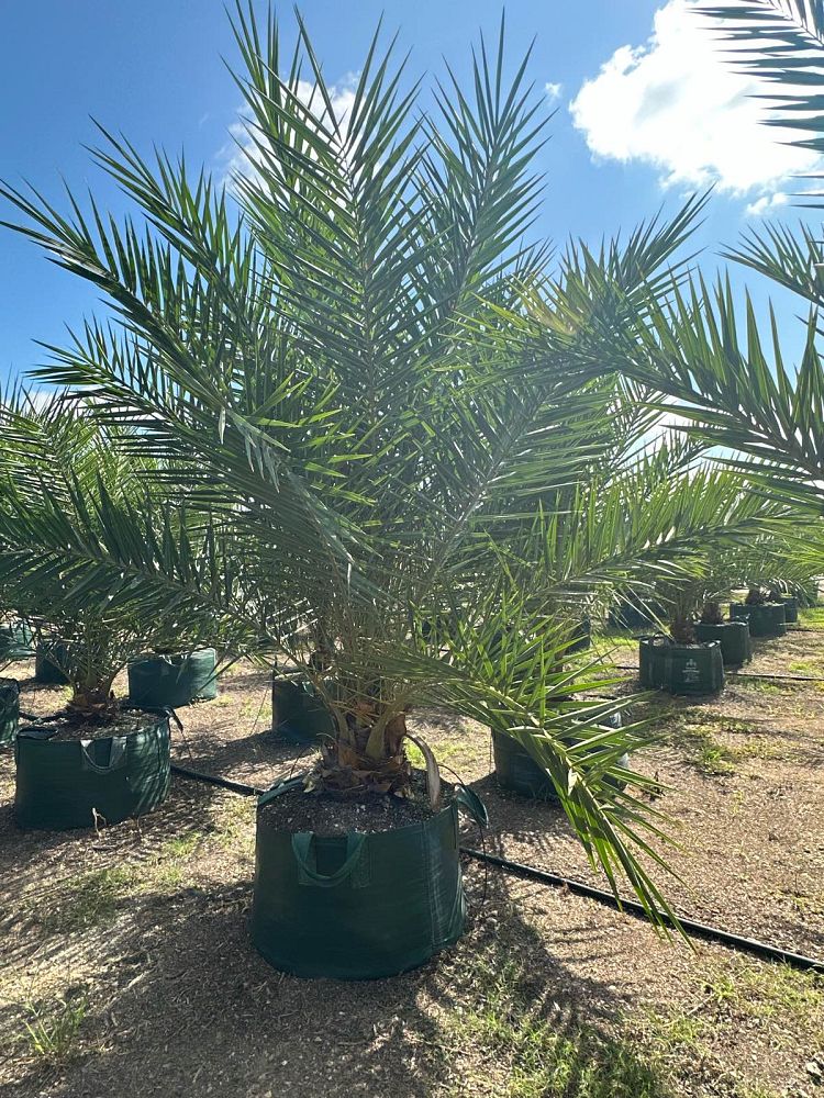 phoenix-sylvestris-sylvester-date-palm-silver-date-palm-wild-date-palm