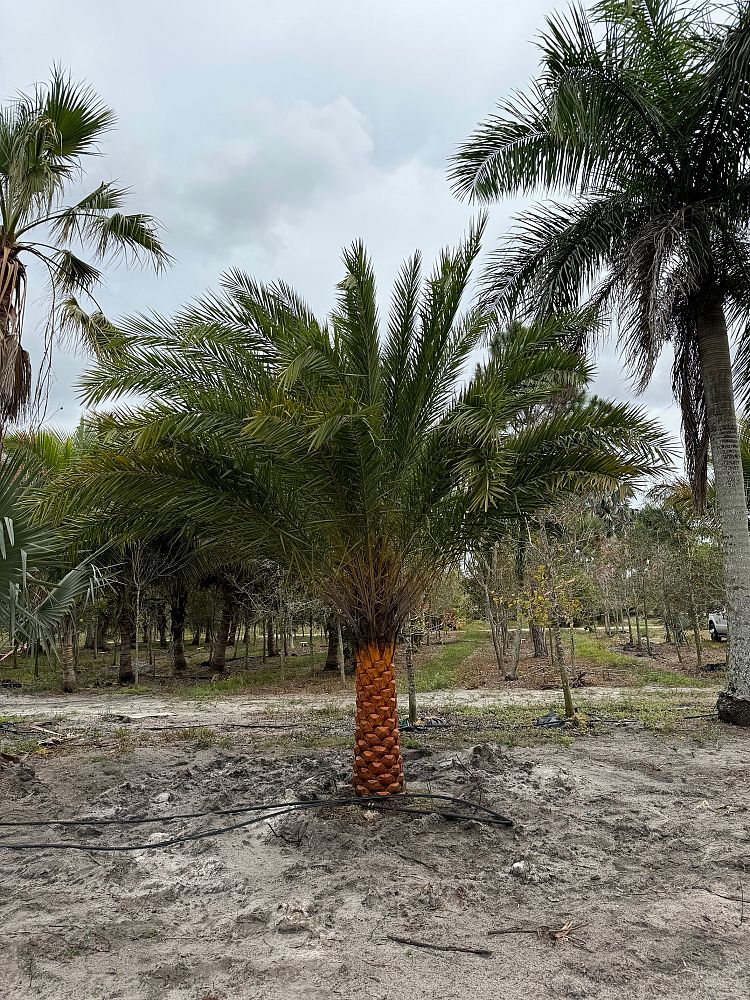 phoenix-sylvestris-sylvester-date-palm-silver-date-palm-wild-date-palm
