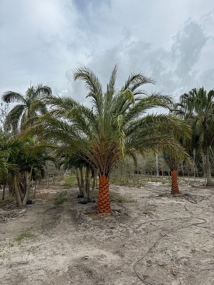 phoenix-sylvestris-sylvester-date-palm-silver-date-palm-wild-date-palm