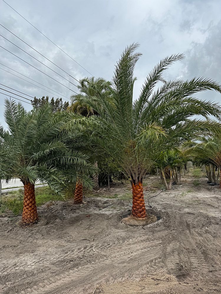 phoenix-sylvestris-sylvester-date-palm-silver-date-palm-wild-date-palm