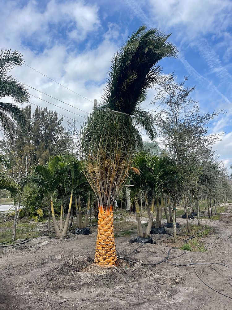 phoenix-sylvestris-sylvester-date-palm-silver-date-palm-wild-date-palm