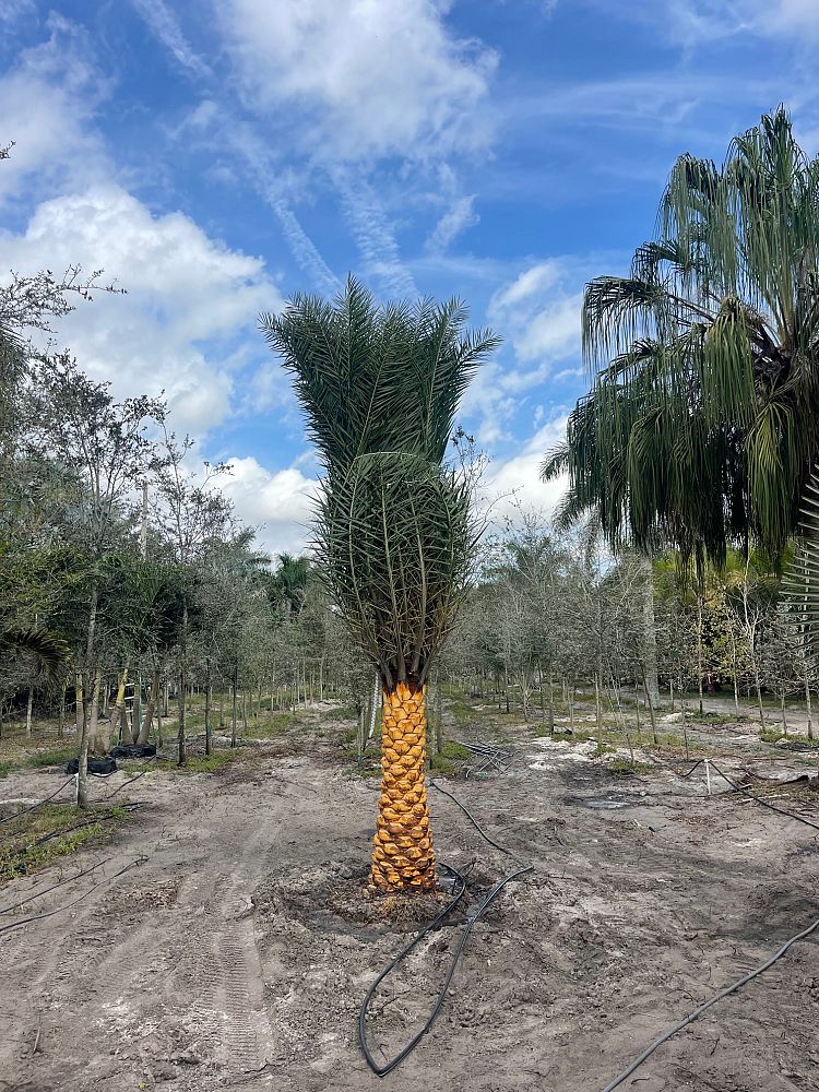 phoenix-sylvestris-sylvester-date-palm-silver-date-palm-wild-date-palm