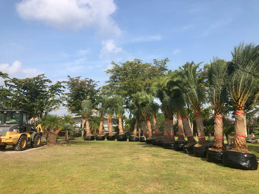 phoenix-sylvestris-sylvester-date-palm-silver-date-palm-wild-date-palm