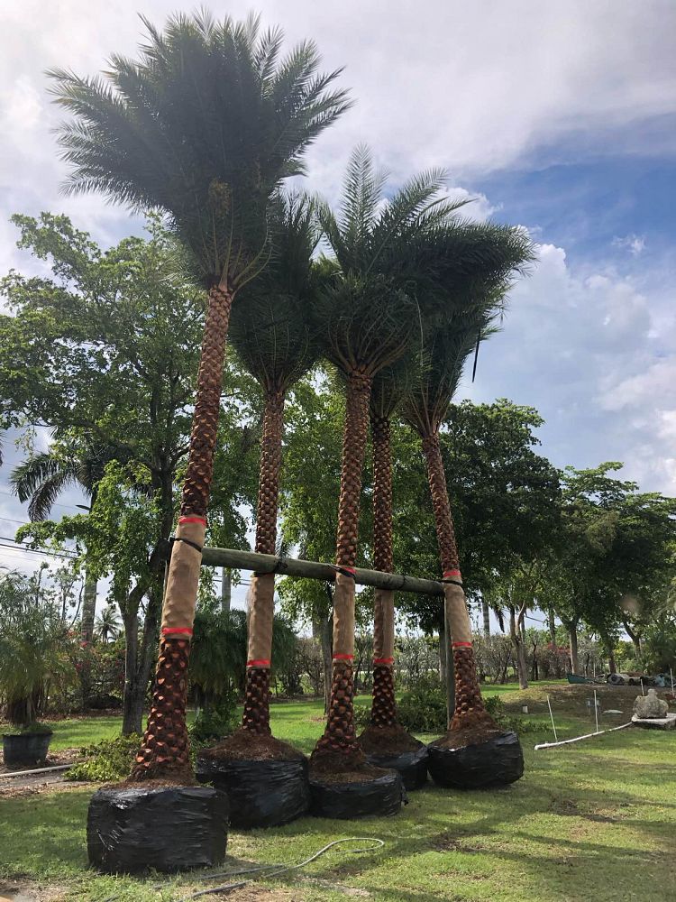 phoenix-sylvestris-sylvester-date-palm-silver-date-palm-wild-date-palm