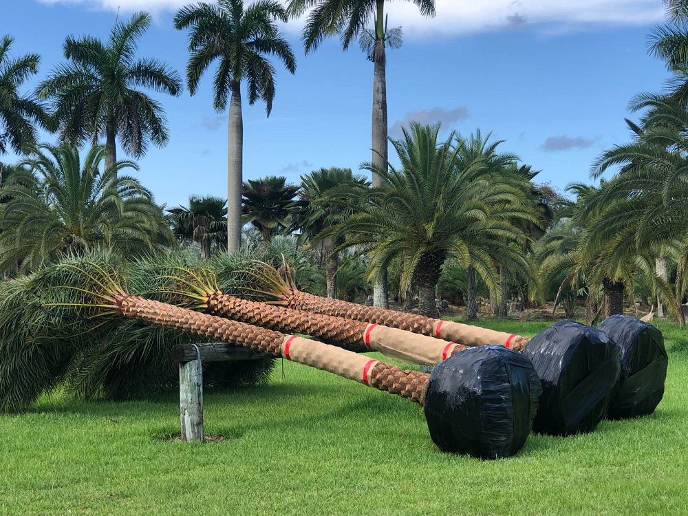 phoenix-sylvestris-sylvester-date-palm-silver-date-palm-wild-date-palm