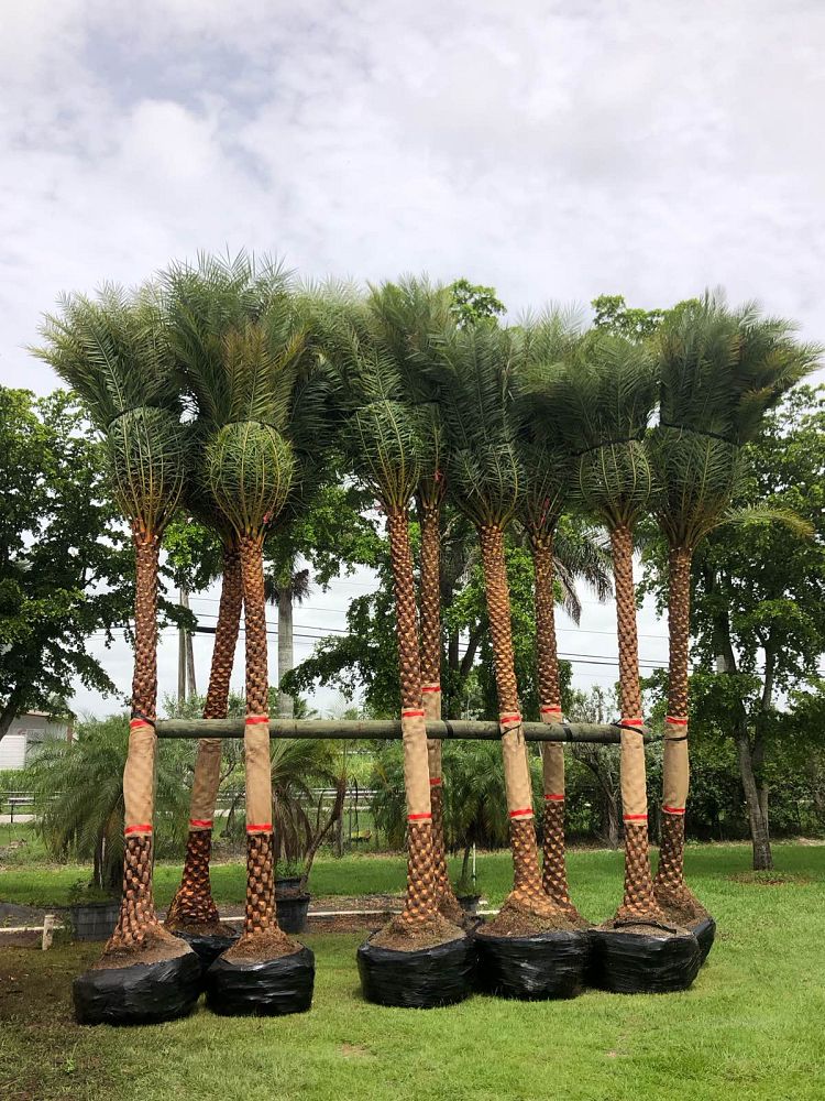 phoenix-sylvestris-sylvester-date-palm-silver-date-palm-wild-date-palm