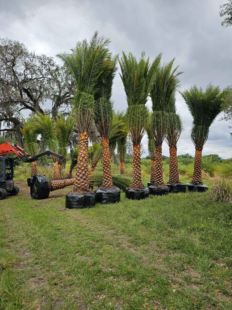 phoenix-sylvestris-sylvester-date-palm-silver-date-palm-wild-date-palm
