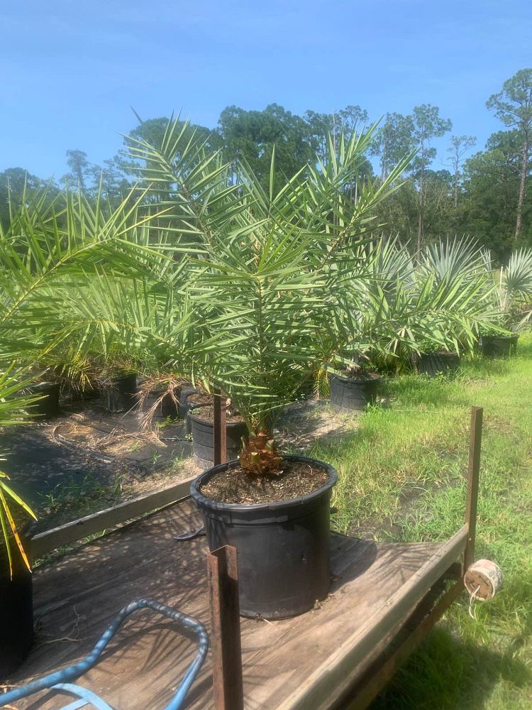 phoenix-sylvestris-sylvester-date-palm-silver-date-palm-wild-date-palm