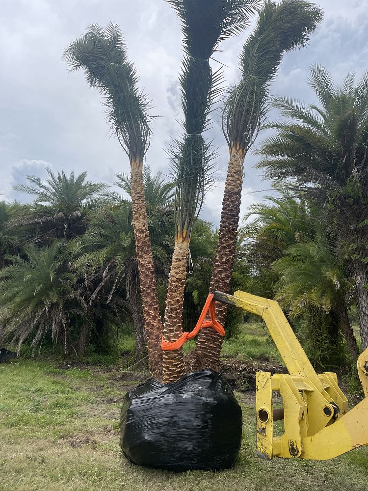 phoenix-sylvestris-sylvester-date-palm-silver-date-palm-wild-date-palm
