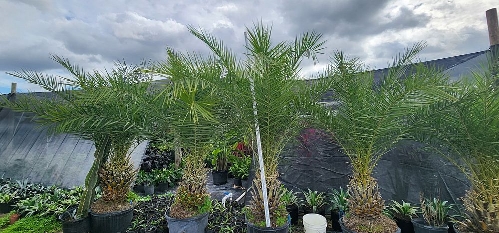 phoenix-sylvestris-sylvester-date-palm-silver-date-palm-wild-date-palm