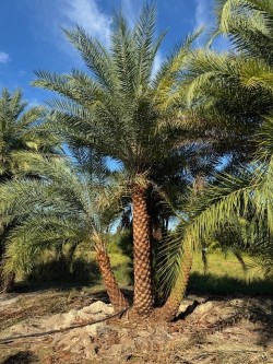 phoenix-sylvestris-sylvester-date-palm-silver-date-palm-wild-date-palm