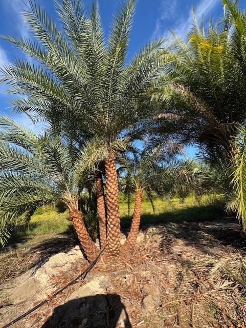 phoenix-sylvestris-sylvester-date-palm-silver-date-palm-wild-date-palm