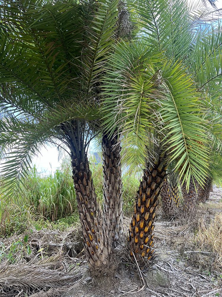 phoenix-sylvestris-sylvester-date-palm-silver-date-palm-wild-date-palm