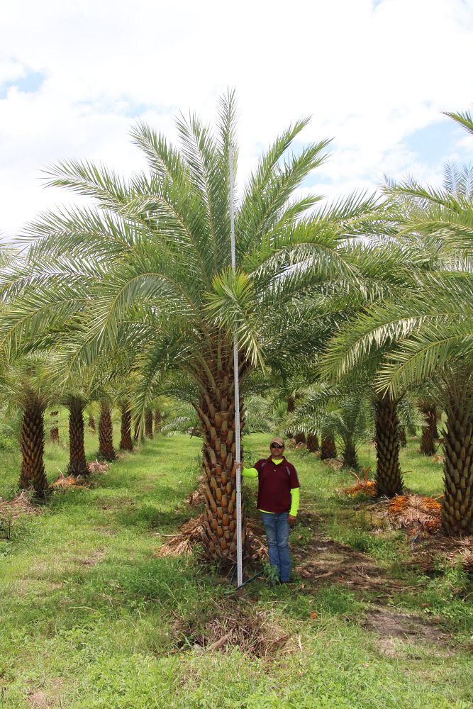 phoenix-sylvestris-sylvester-date-palm-silver-date-palm-wild-date-palm