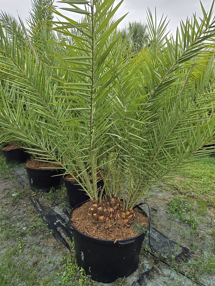 phoenix-sylvestris-sylvester-date-palm-silver-date-palm-wild-date-palm