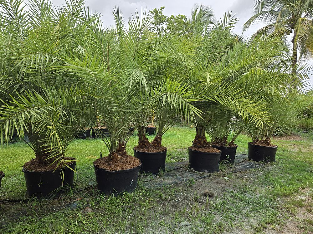phoenix-sylvestris-sylvester-date-palm-silver-date-palm-wild-date-palm