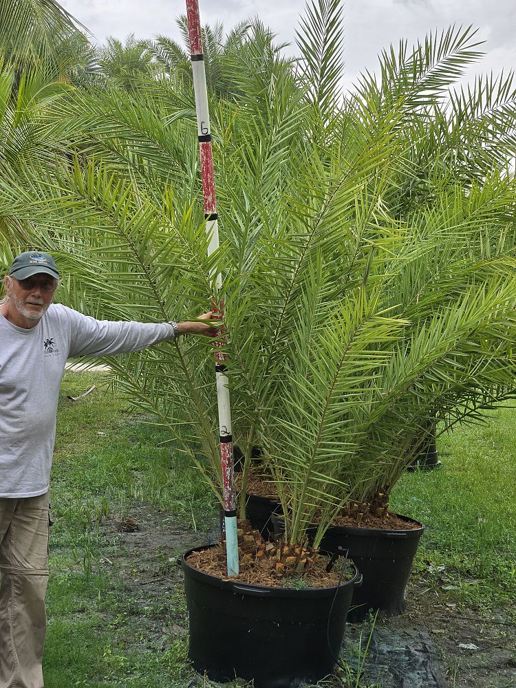 phoenix-sylvestris-sylvester-date-palm-silver-date-palm-wild-date-palm
