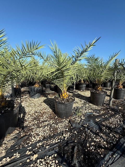 phoenix-sylvestris-sylvester-date-palm-silver-date-palm-wild-date-palm