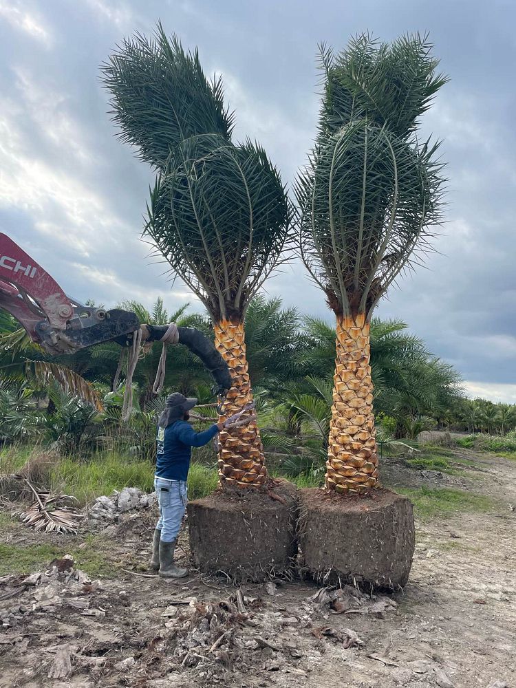 phoenix-sylvestris-sylvester-date-palm-silver-date-palm-wild-date-palm