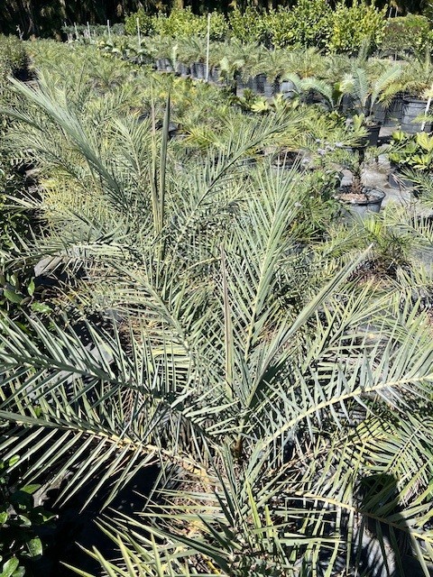 phoenix-sylvestris-sylvester-date-palm-silver-date-palm-wild-date-palm