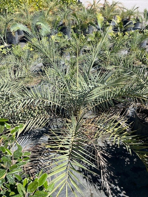 phoenix-sylvestris-sylvester-date-palm-silver-date-palm-wild-date-palm