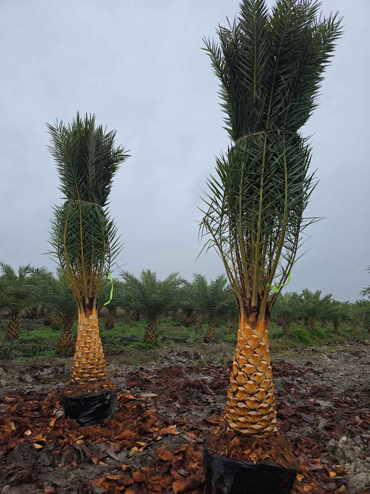 phoenix-sylvestris-sylvester-date-palm-silver-date-palm-wild-date-palm