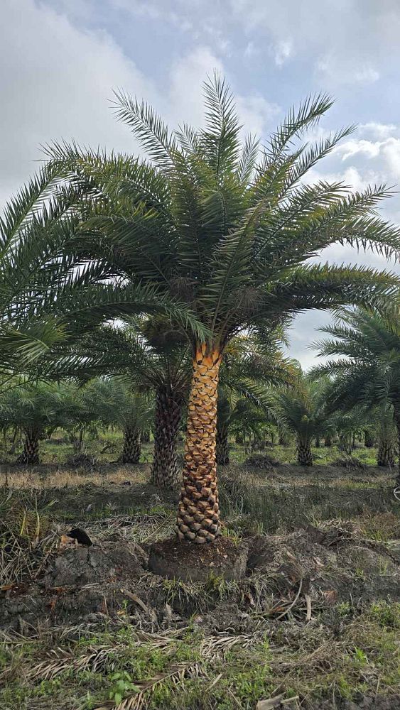 phoenix-sylvestris-sylvester-date-palm-silver-date-palm-wild-date-palm