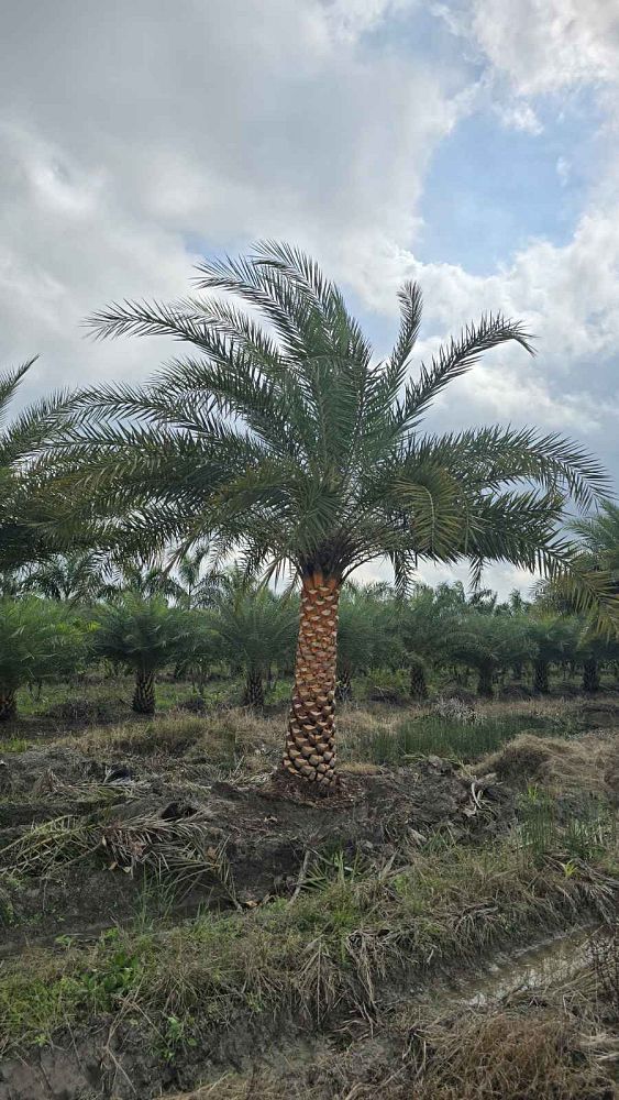 phoenix-sylvestris-sylvester-date-palm-silver-date-palm-wild-date-palm